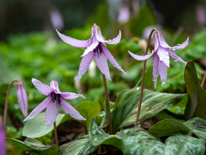 城山かたくりの里