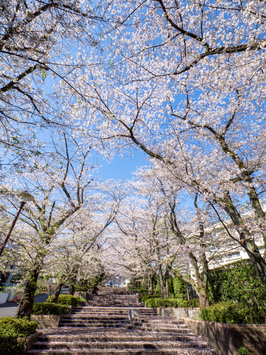芹が谷公園